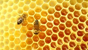 Giá trị to lớn của mật ong rừng nguyên chất