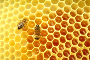 Giá trị to lớn của mật ong rừng nguyên chất