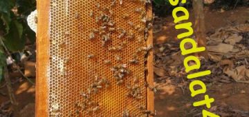 5 thời điểm tốt nhất để uống mật ong