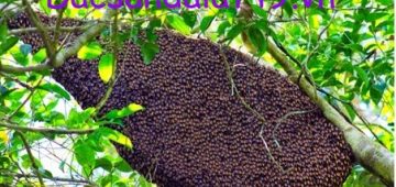 Bán mật Ong rừng nguyên chất 100%