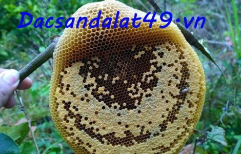 Mật ong Đà Lạt | Mật ong rừng