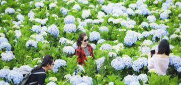 Vườn hoa Cẩm Tú Cầu đẹp nhất tại Đà Lạt