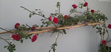Giống hoa hồng leo pháp