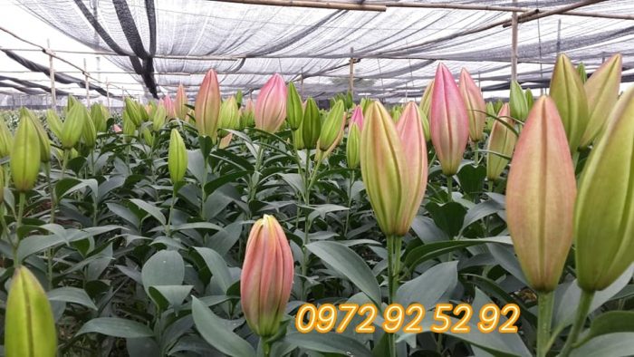 Hoa ly đà lạt giá sỉ tại vườn - cung cấp hoa ly tết đà lạt 2020