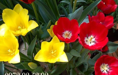 Hoa tulip đà lạt giá sỉ