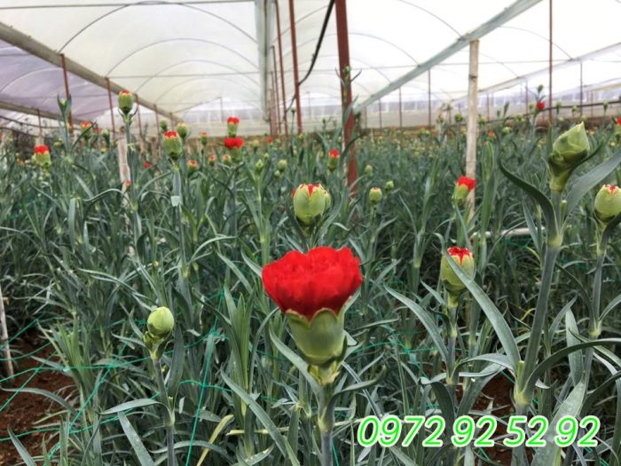 Hoa cẩm chướng đà lạt giá sỉ tại vườn 0972 92 52 92 