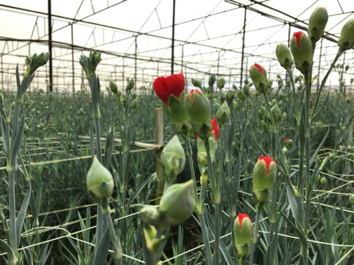 Hoa cẩm chướng đà lạt giá sỉ tại vườn 0972 92 52 92 