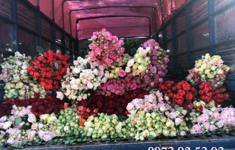 Hoa hồng đà lạt – Hoa hồng đà lạt giá sỉ tại vườn