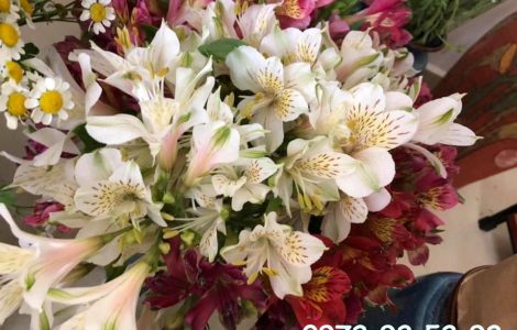 Hoa thủy tiên – hoa đà lạt giá sỉ tại vườn