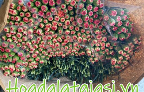 Hoa cẩm chướng đà lạt tết 2022 giá sỉ tại vườn