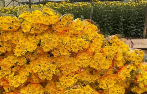 Hoa cúc chùm at đà lạt tết 2022 giá sỉ tại vườn