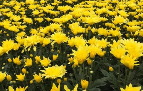 Hoa cúc chùm cánh dài đà lạt tết 2022 giá sỉ tại vườn