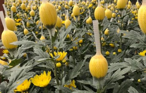 Hoa cúc lưới đà lạt tết 2022 giá sỉ tại vườn