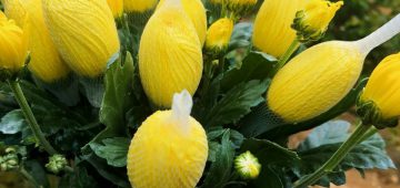 Nhà vườn cung cấp hoa cúc đà lạt tết 2022 giá sỉ