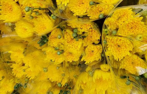 Hoa cúc đà lạt tết 2022 giá sỉ tại vườn