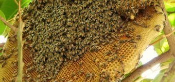 Tác dụng của mật ong rừng đối với sức khỏe